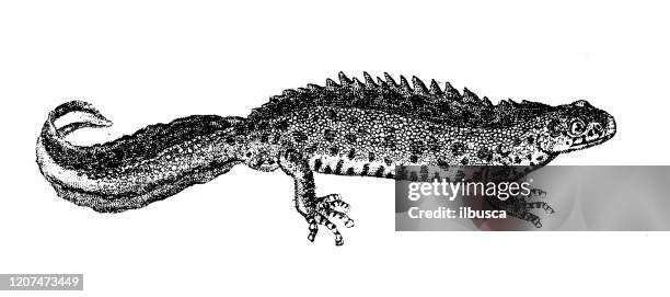 ilustraciones, imágenes clip art, dibujos animados e iconos de stock de ilustración animal antigua: newt crestado del norte, gran tritón crestado, newt warty (triturus cristatus) - iguana