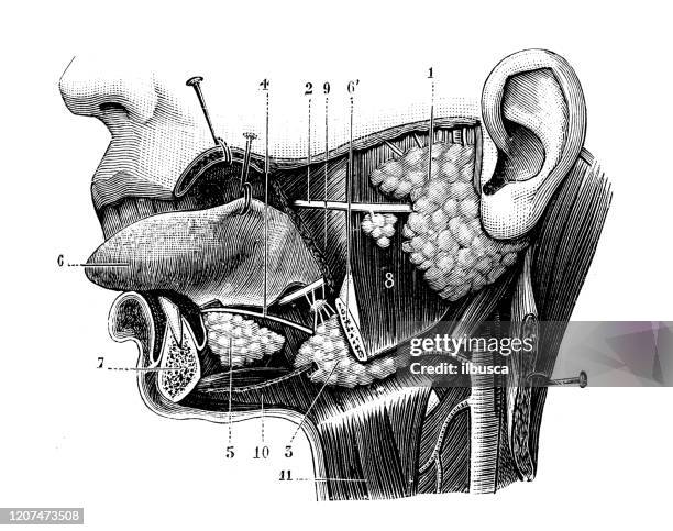 stockillustraties, clipart, cartoons en iconen met antieke illustratie: de sectie van de hoofdkeel - human mouth