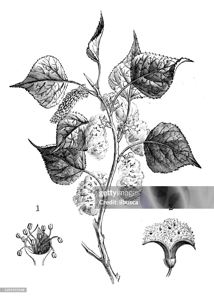 Antique botany illustration: Populus nigra, black poplar