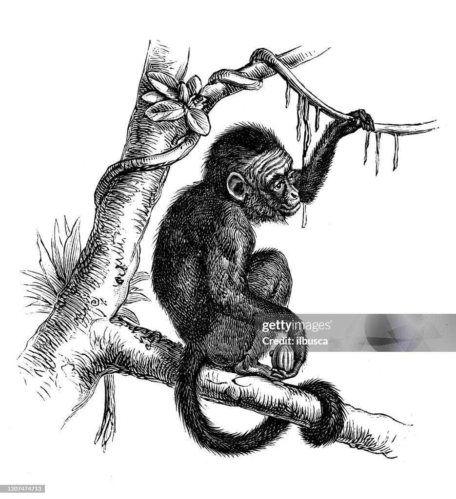 Capuchin Graphics Antique Animal Illustration Colombian Whitefaced Capuchin High-Res ...