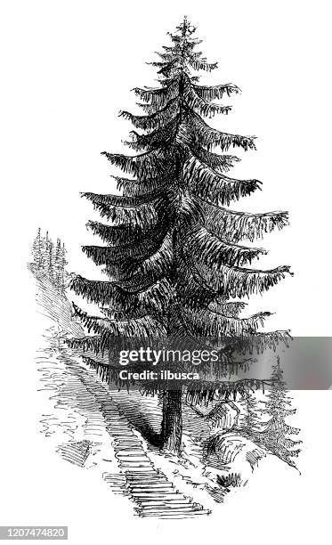 antique botany illustration: picea abies, norway spruce - norway spruce stock illustrations