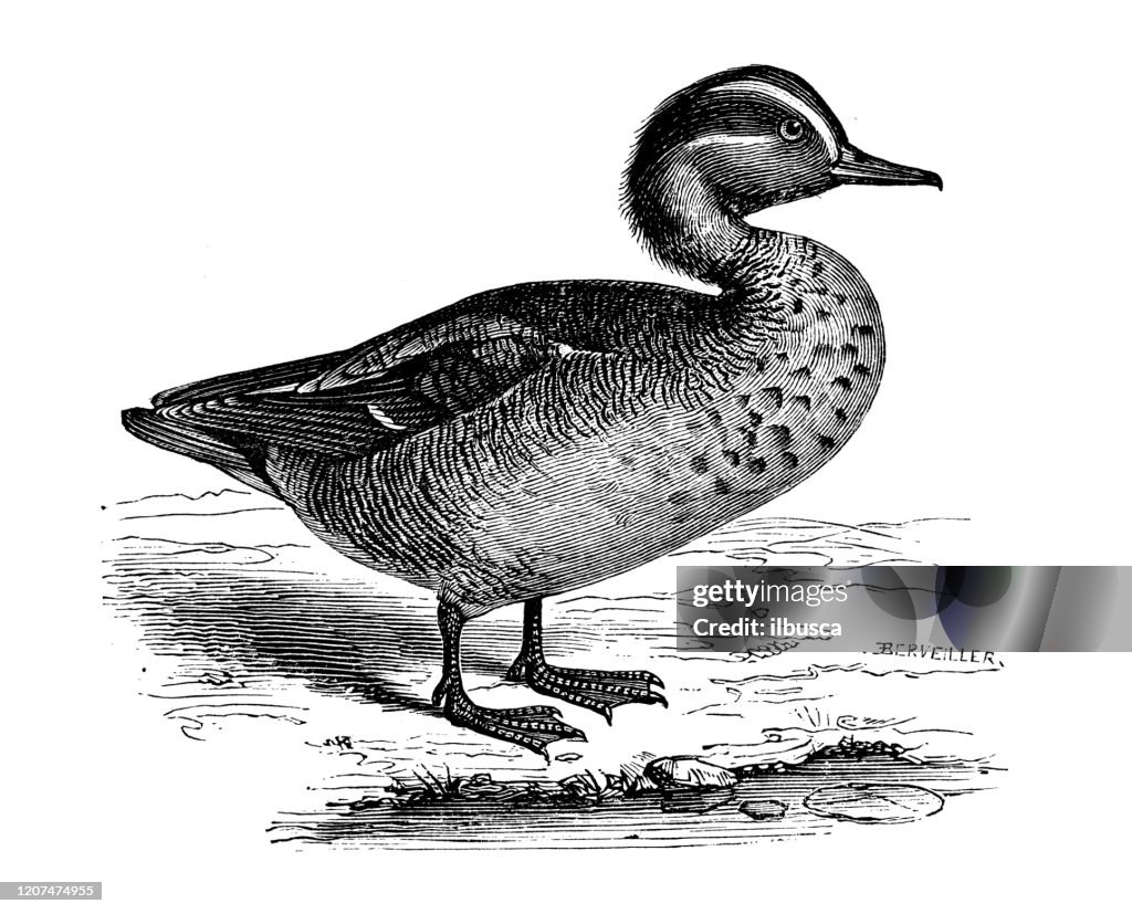 Antique animal illustration: teal (Anas crecca)