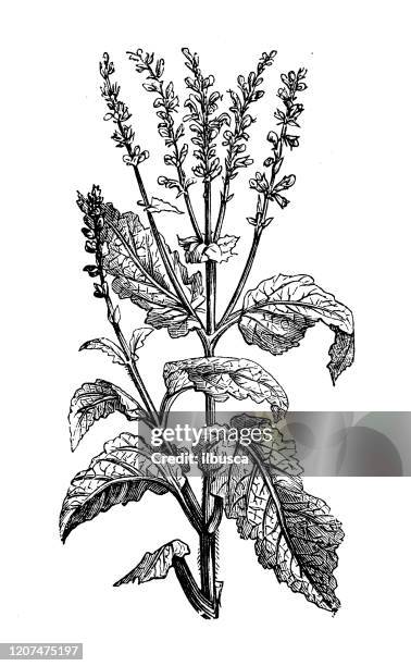illustrations, cliparts, dessins animés et icônes de illustration antique de botanique : salvia pratensis (clary de pré, sage de pré) - sauge des prés