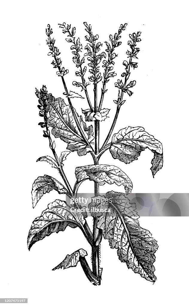 Antique botany illustration: Salvia pratensis (meadow clary, meadow sage)