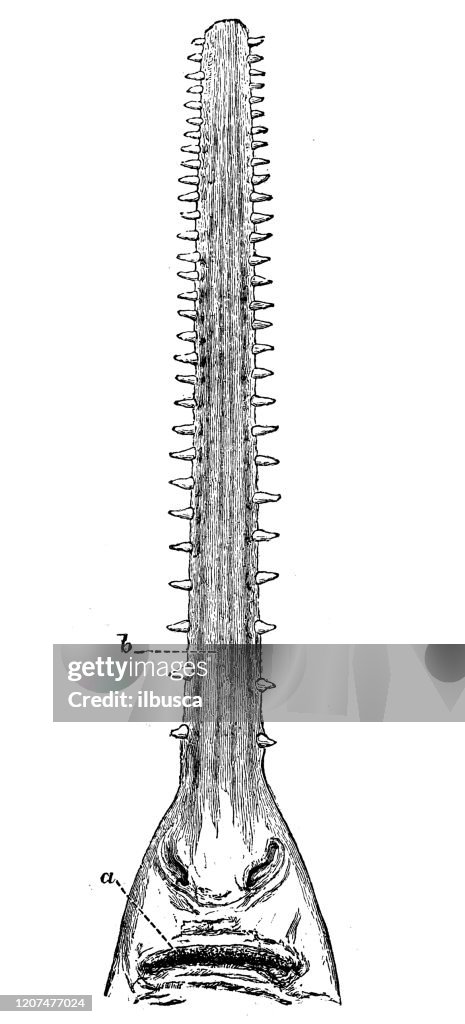 Antique animal illustration: largetooth sawfish (Pristis pristis)