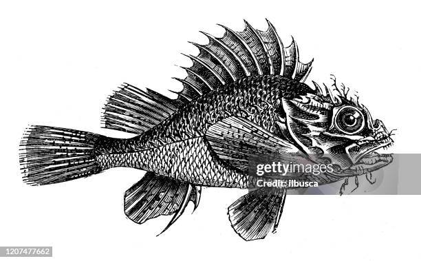 ilustrações de stock, clip art, desenhos animados e ícones de antique animal illustration: scorpaena scrofa, red scorpionfish - rascasso