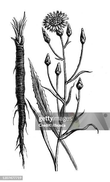 ilustraciones, imágenes clip art, dibujos animados e iconos de stock de ilustración de botánica antigua: scorzonera hispanica, salsificar negro - salsify