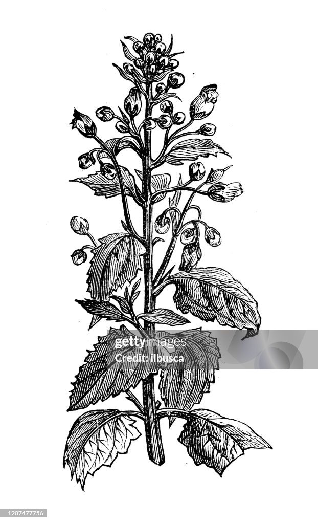 Illustrazione botanica antica: Scrophularia nodosa, figwort