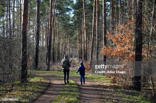 mother and son enjoying walk in the nature through a pine forest. germany - deutschland wald winter stock-fotos und bilder