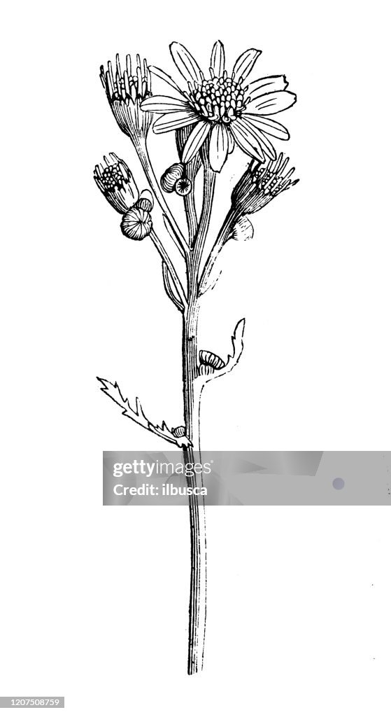 Antique botany illustration: Senecio vulgaris, groundsel