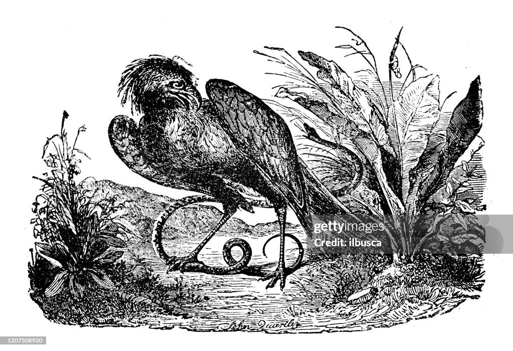 Antique animal illustration: secretary bird (Sagittarius serpentarius)