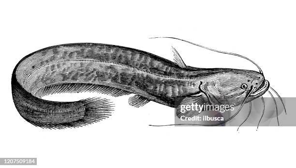 antique animal illustration: wels catfish (silurus glanis) - silurus glanis stock illustrations