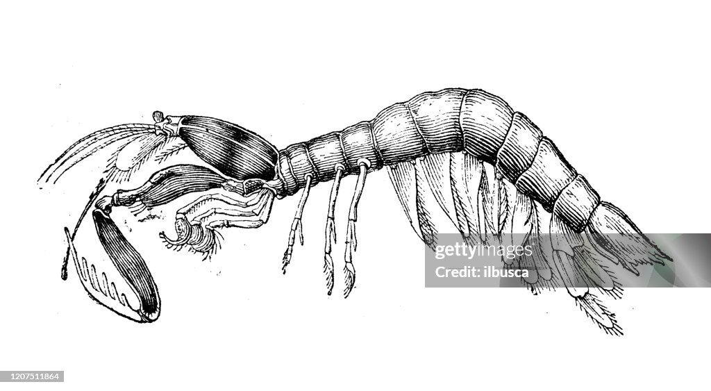 Antique animal illustration: Odontodactylus scyllarus, peacock mantis shrimp