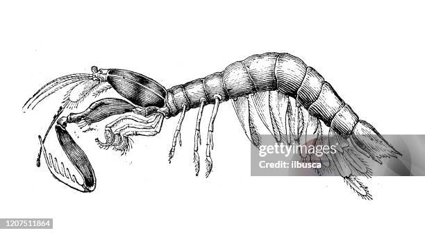 antique animal illustration: odontodactylus scyllarus, peacock mantis shrimp - peacock mantis shrimp stock illustrations