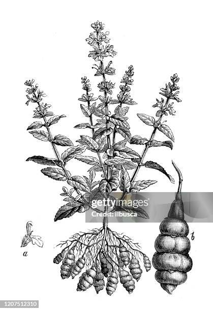 antique botany illustration: stachys affinis, crosne, chinese artichoke, japanese artichoke - big ears stock illustrations