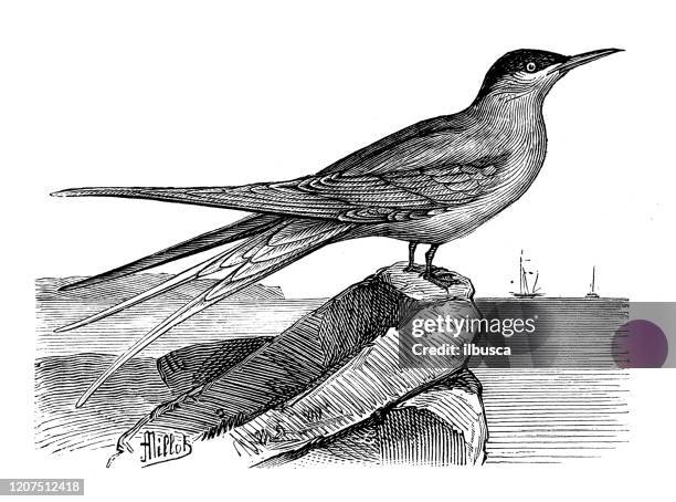 illustrazioni stock, clip art, cartoni animati e icone di tendenza di illustrazione animale antica: sterna (sterna hirundo) - sterna maggiore