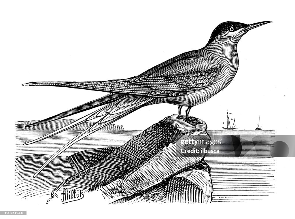 Antique animal illustration: tern (Sterna hirundo)