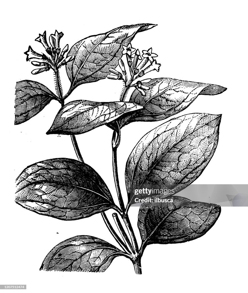Antique botany illustration: Strychnos nux-vomica, strychnine tree, nux vomica