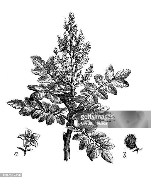 illustrazioni stock, clip art, cartoni animati e icone di tendenza di illustrazione botanica antica: rhus coriaria, sumac siciliano - poison oak