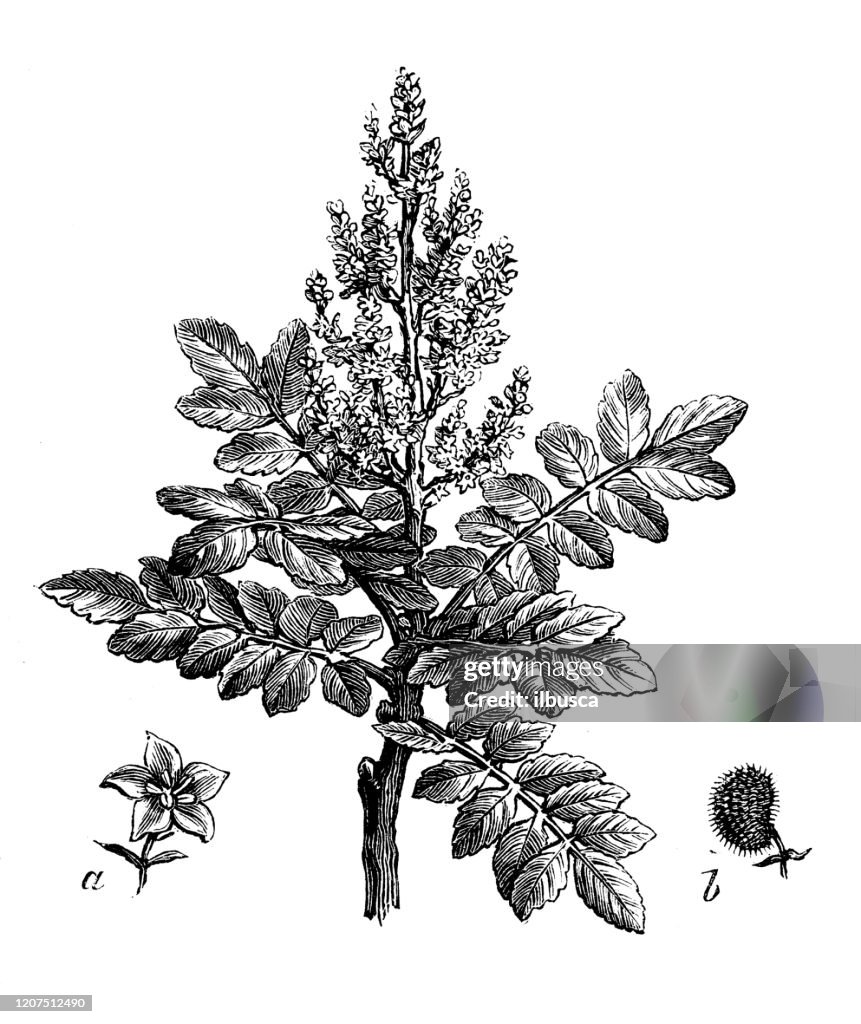 Antique botany illustration: Rhus coriaria, Sicilian sumac