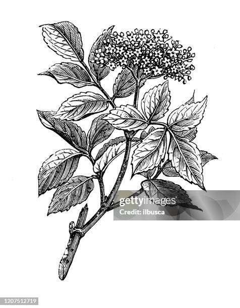 antike botanik illustration: sambucus nigra, schwarz älteste - flieder stock-grafiken, -clipart, -cartoons und -symbole