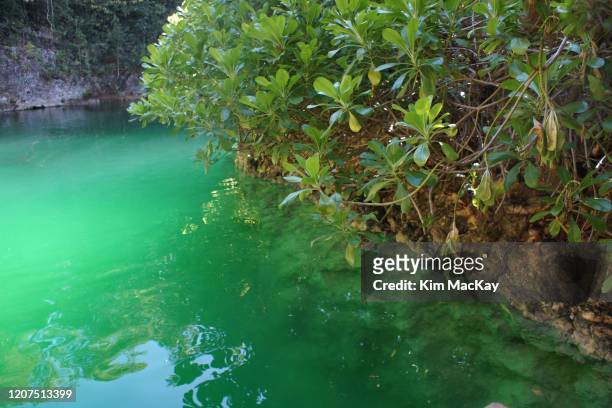 cenote las palmas in puerto morelos, mexico - groundwater stockfoto's en -beelden