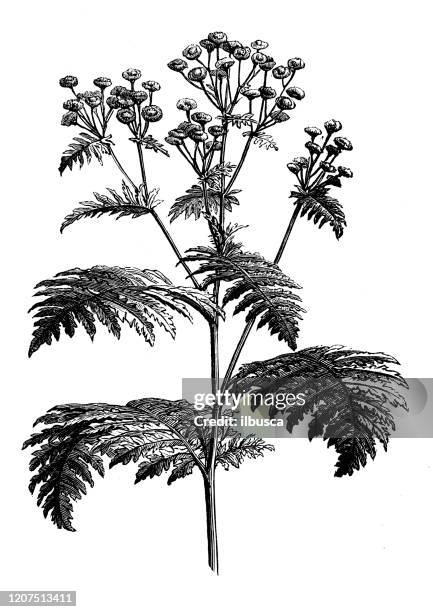 antique botany illustration: tansy (tanacetum vulgare) - tansy stock illustrations