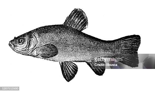 antique animal illustration: tench, doctor fish (tinca tinca) - archival doctor stock illustrations