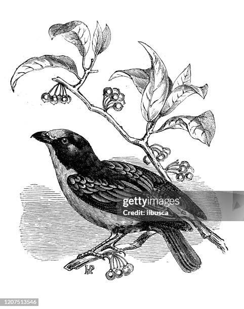 antique animal illustration: paradise tanager (tangara chilensis) - paradise tanager stock illustrations