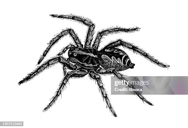 stockillustraties, clipart, cartoons en iconen met antieke dierlijke illustratie: tarantula - spin