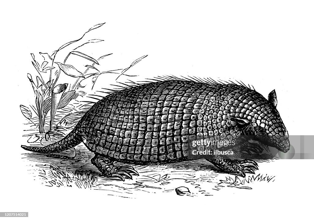 Illustration animale antique : Pangolin