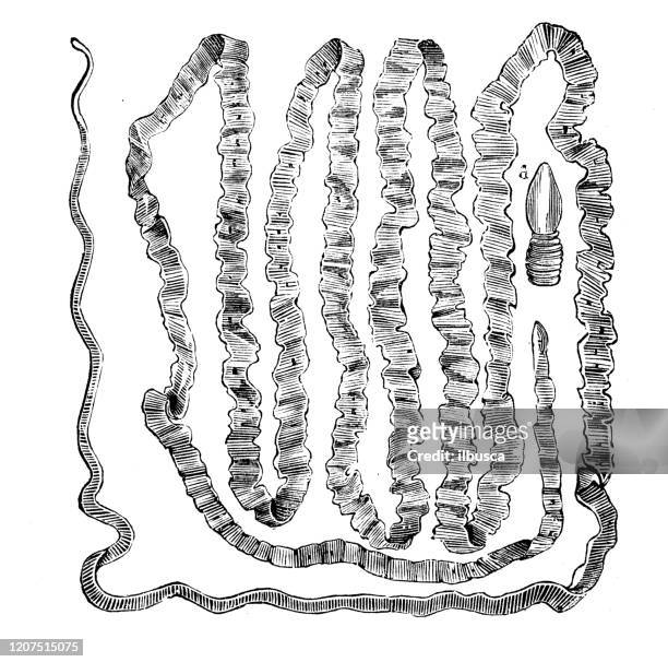 antique animal illustration: taenia solium, pork tapeworm - taenia saginata stock illustrations