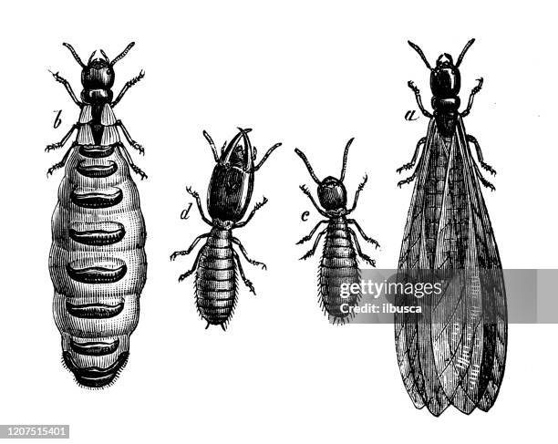 antique animal illustration: termites (isoptera) - isoptera stock illustrations