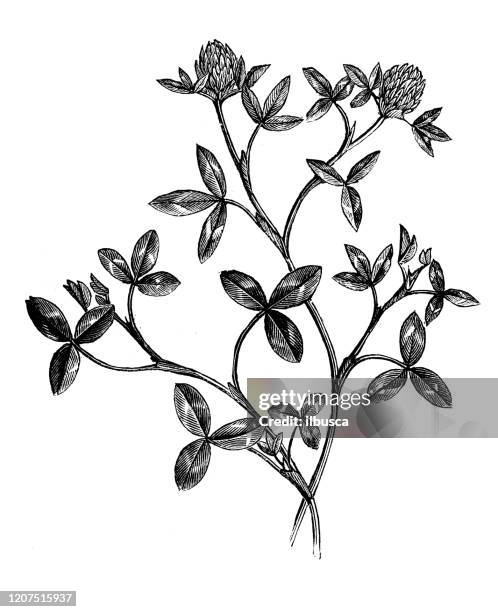 antique botany illustration: trifolium pratense, red clover - clover sprouts stock illustrations