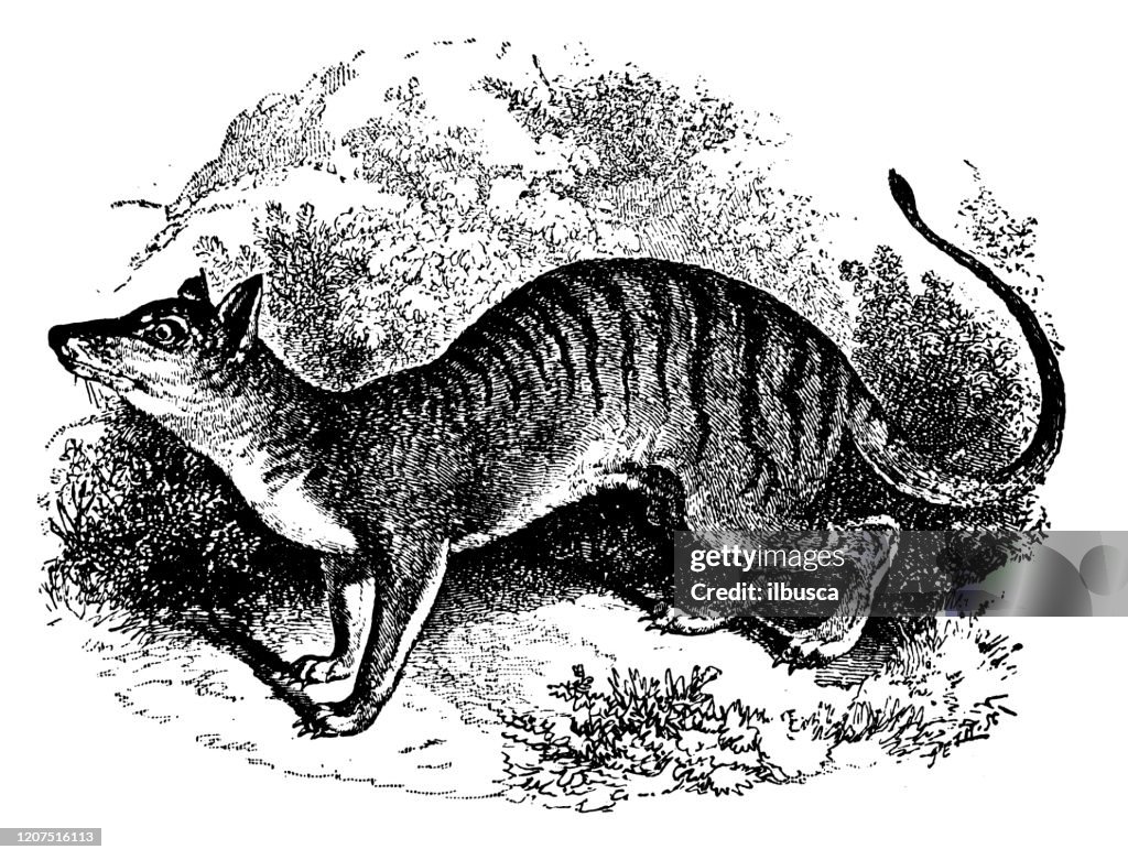 Antique animal illustration: thylacine (Thylacinus cynocephalus)