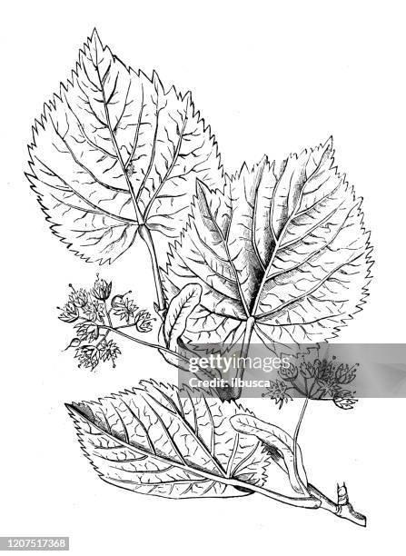 stockillustraties, clipart, cartoons en iconen met antieke plantkundeillustratie: tilia, lindeboom - linde bladverliezende boom