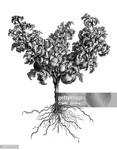 44点のトマトの苗イラスト素材 Getty Images 44点のトマトの苗イラスト素材 Getty Images