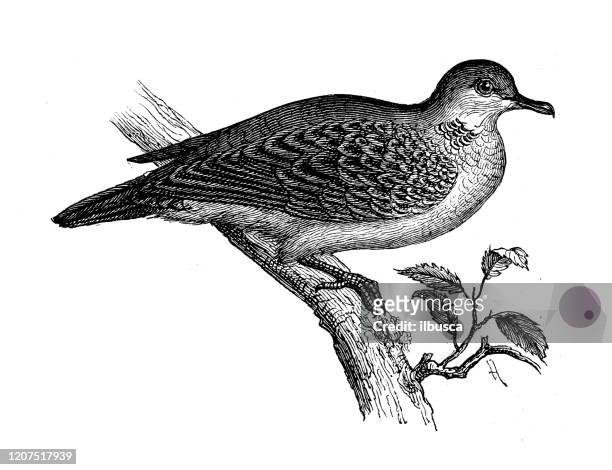 antique animal illustration: european turtle dove (streptopelia turtur) - turtle doves stock illustrations