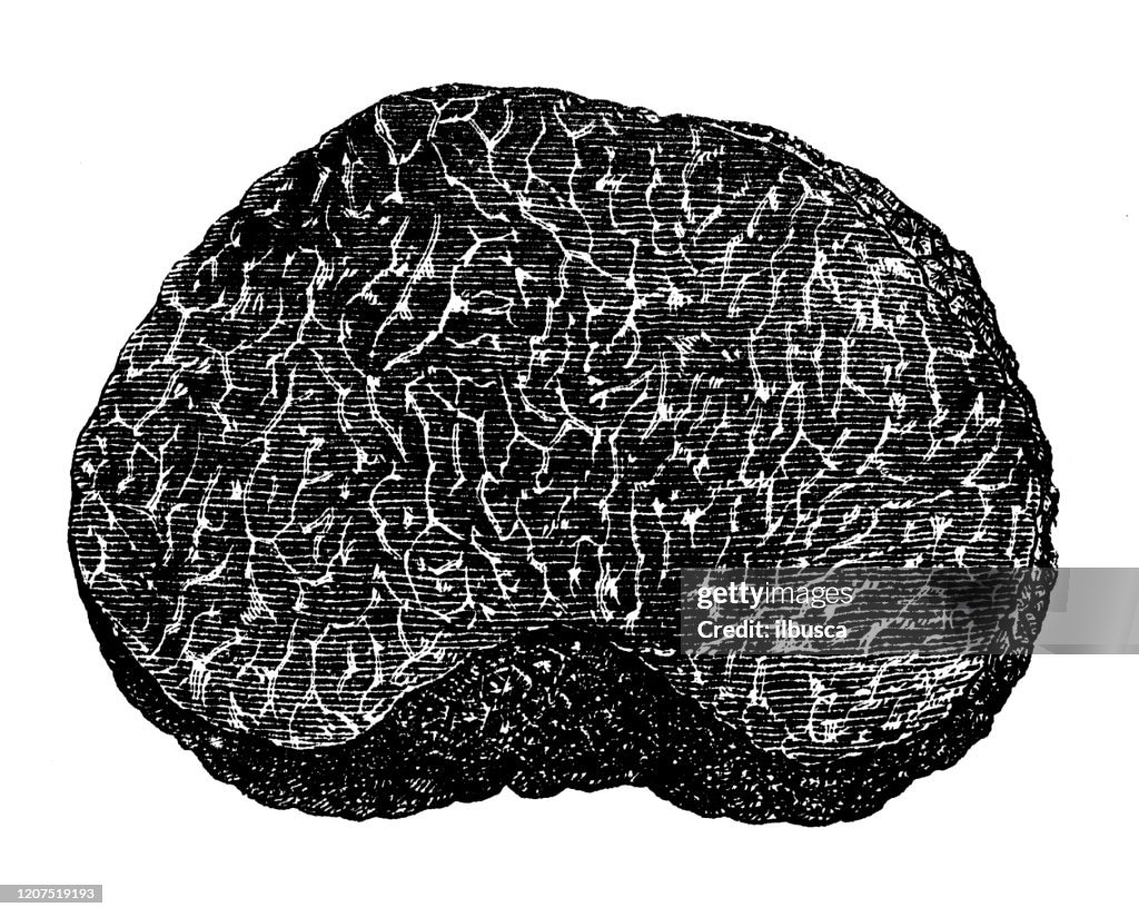 Antique botany illustration: Black truffle