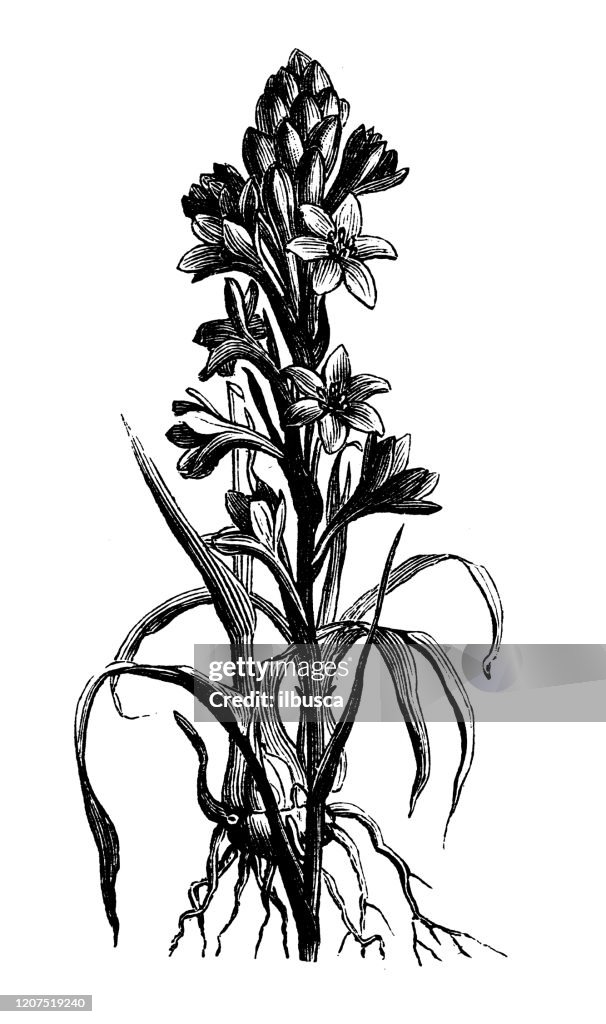 Antique botany illustration: Agave amica, Polianthes tuberosa, tuberose