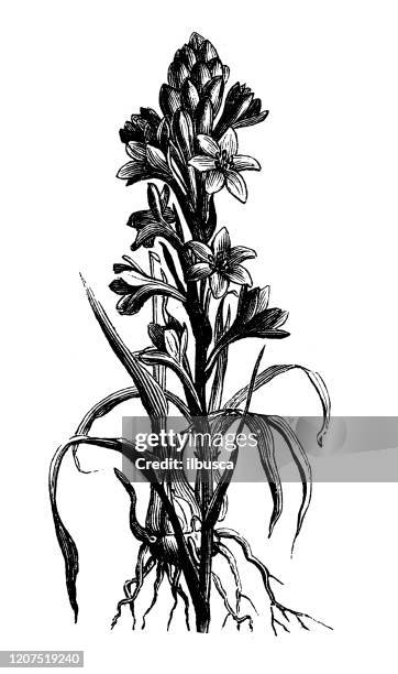 antique botany illustration: agave amica, polianthes tuberosa, tuberose - tuberose flower stock illustrations