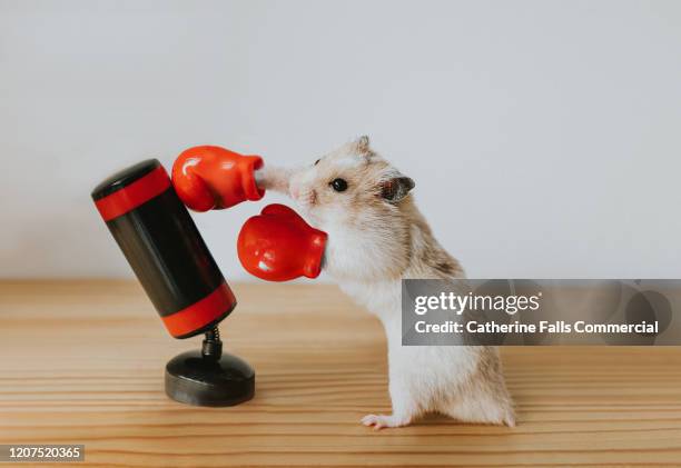 boxing hamster - boxing training stock-fotos und bilder