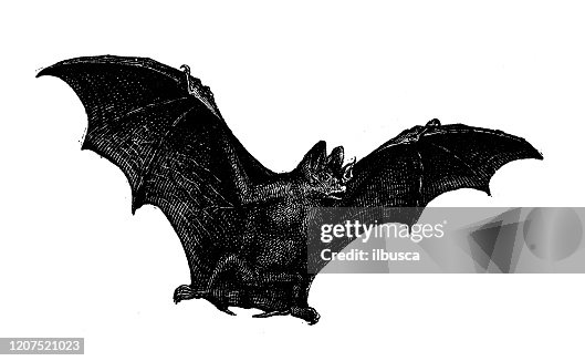 204 Ilustraciones de Murciélago Vampiro - Getty Images 204 Ilustraciones de Murciélago Vampiro - Getty Images