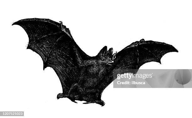 antique animal illustration: vampire bat - bat animal stock illustrations