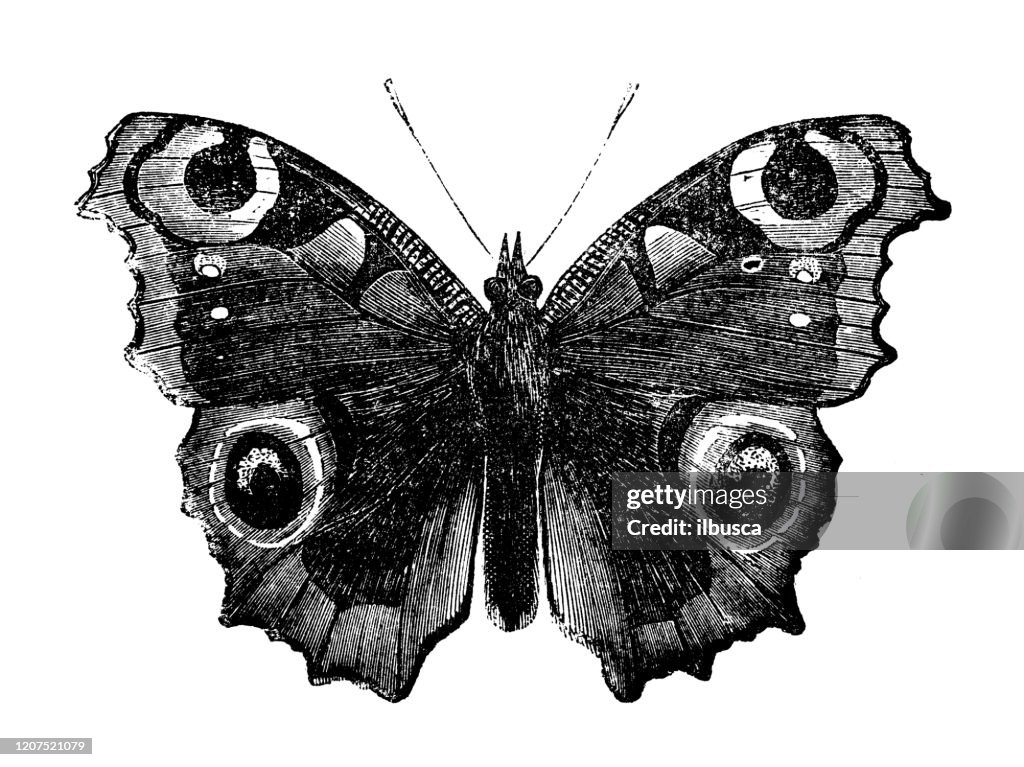 Antike Tierillustration: Aglais io, Vanessa io, Pfauenschmetterling