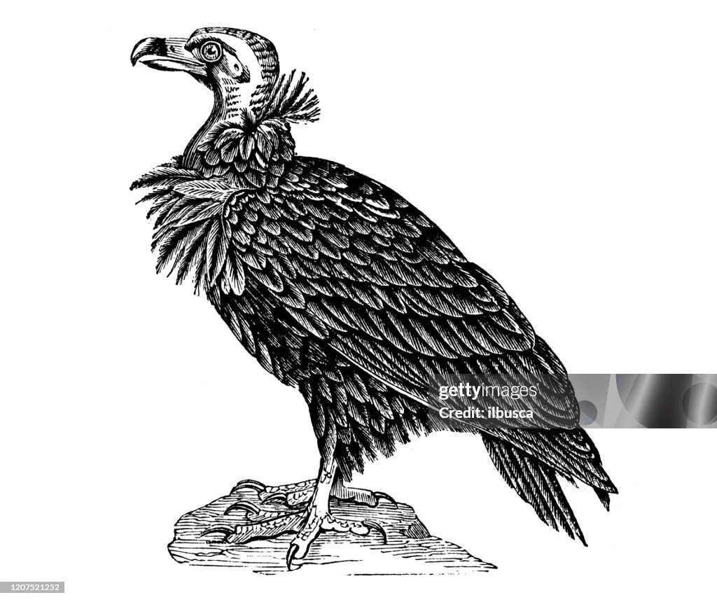 Antique animal illustration: black vulture (Coragyps atratus)