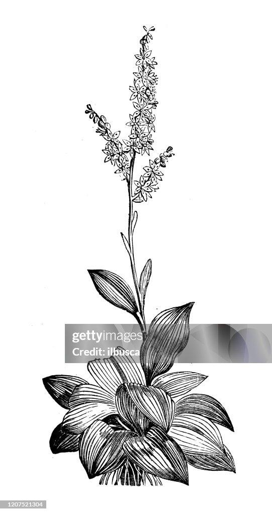 Antique botany illustration: Veratrum album (false helleborine, white hellebore)