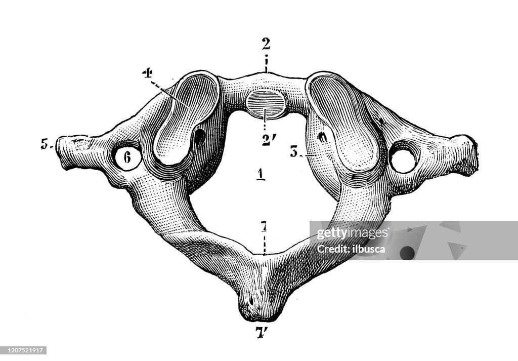 Antique illustration: Atlas cervical vertebra
