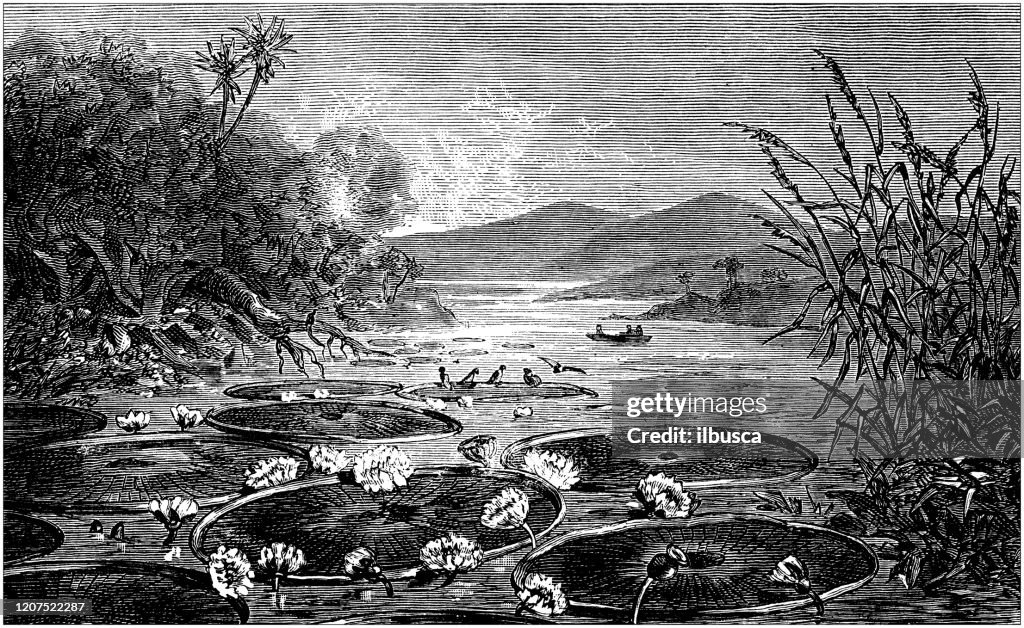 Antique botany illustration: Victoria amazonica water lily