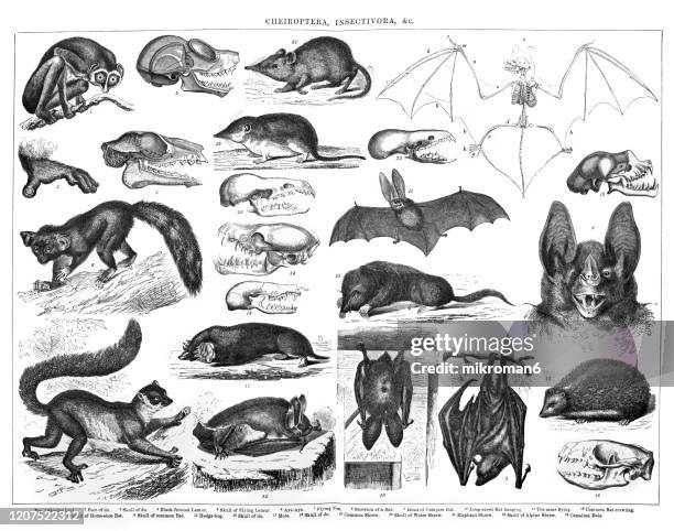 old engraved illustration of cheiroptera, insectivora animals. antique illustration, popular encyclopedia published 1894. copyright has expired on this artwork - insectivore fotografías e imágenes de stock
